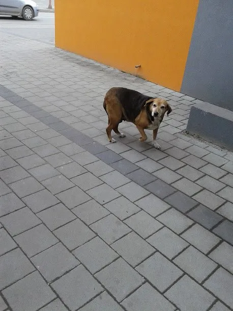 PAS SA NEKOLIKO IMENA