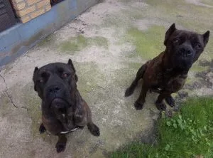 Cane Corso,mužjak i ženka,traže dom!