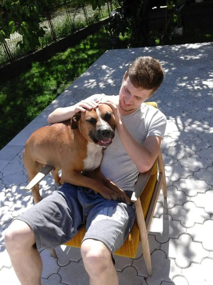 Staffy, 3 years old, with an exceptional character, is looking for a home!