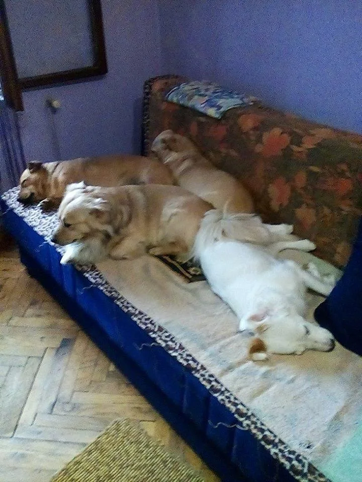 ŠALE, ČOVEK ČIJI SU ŽIVOT OBELEŽILI PSI