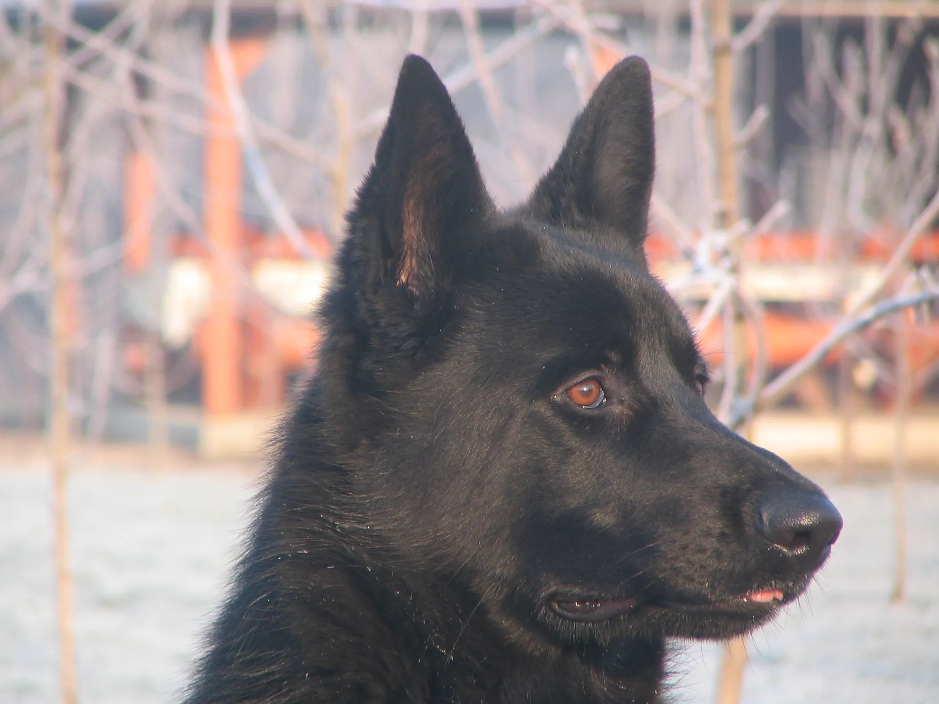 Urgent: young black German Shepherd of exceptional pedigree, free to a good home!