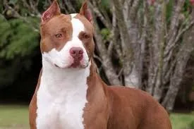 Pit bull