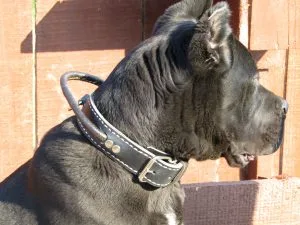 PROFESSIONAL DOG TRAINING COLLAR