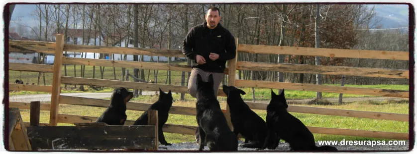 PROFESSIONAL DOG TRAINING SCHOOL