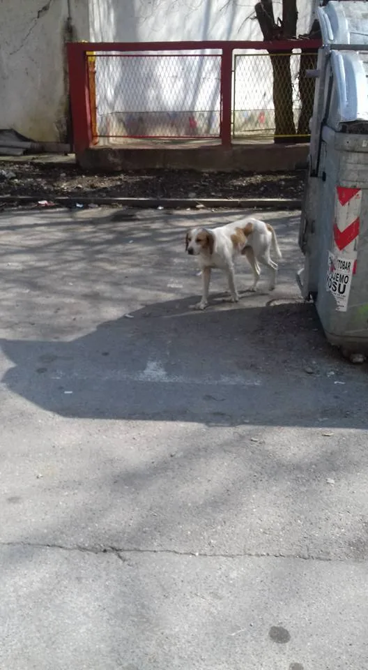 Lidija Stevanović, Animal Lover, on the Problem of Stray Dogs in Banja Luka