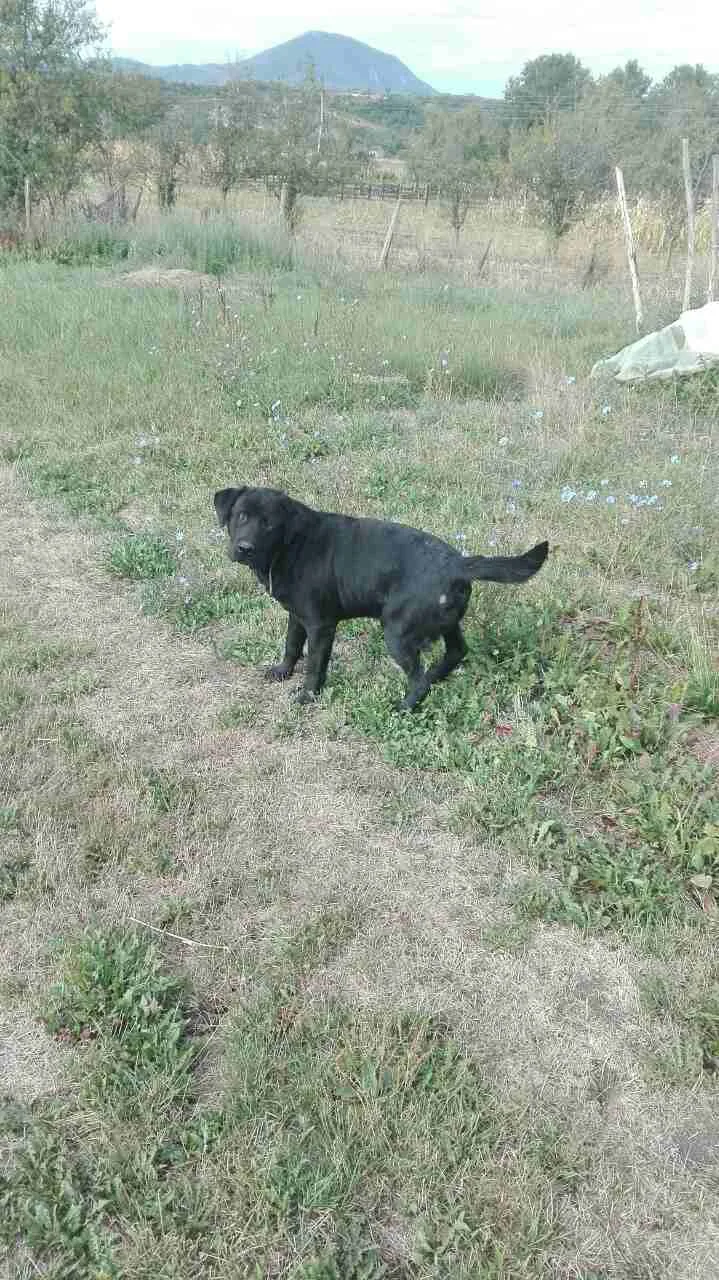 Two-year-old Labrador looking for a home (Čačak)