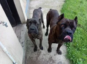 Cane Corso,mužjak i ženka,traže dom!