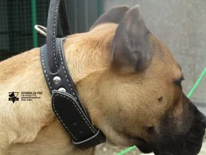 PROFESSIONAL DOG TRAINING COLLAR