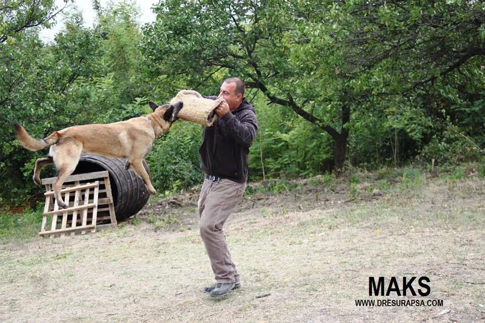 Body Language and Dog Socialisation
