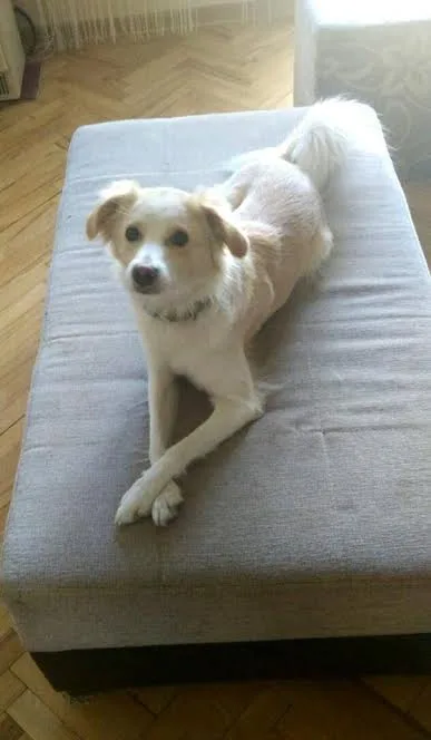 The Call That Saved a Dog's Life