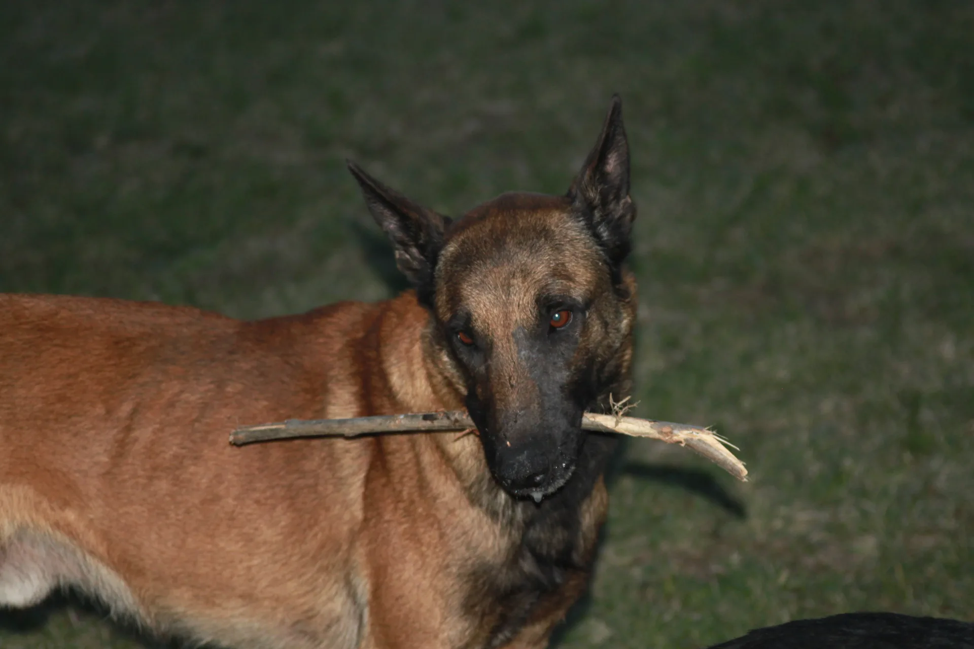 1000 EURO REWARD FOR A FOUND DOG. Three days ago a 3-year-old Belgian Shepherd went missing in the centre of Belgrade near the bus station.