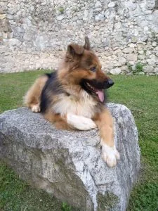 Mješanac divnog karaktera traži dom