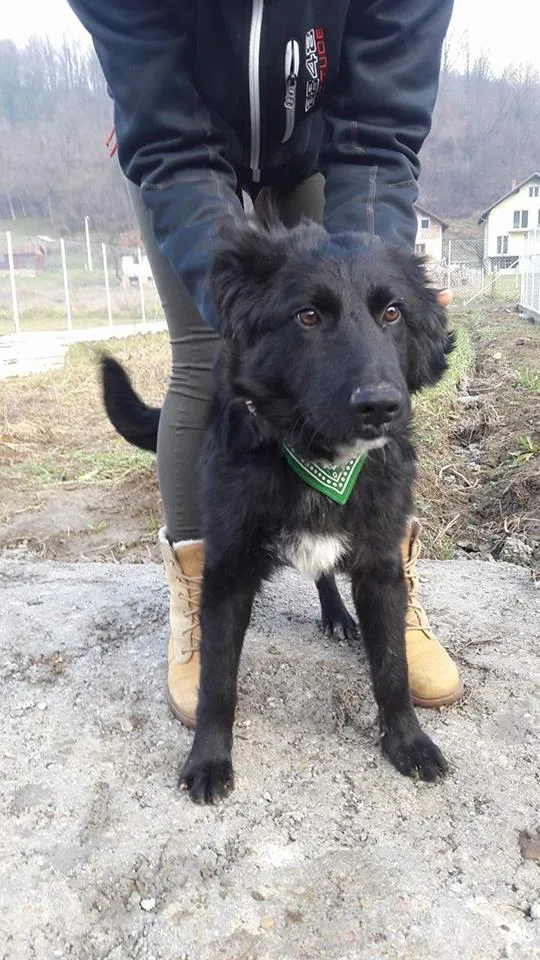Banja Luka: vaccinated, microchipped, has a passport, eyes full of hope, and lives tied to a chain