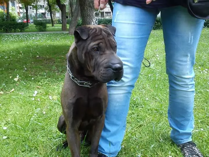 Shar Pei looking for a home. A strong dog with real character, ideal for guarding property.