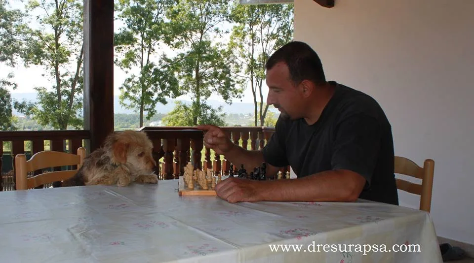 Learn How to Communicate with Your Dog