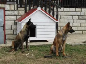 Drvena kućica za pse od blažujke
