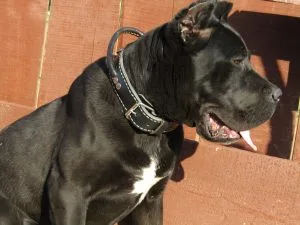 PROFESSIONAL DOG TRAINING COLLAR