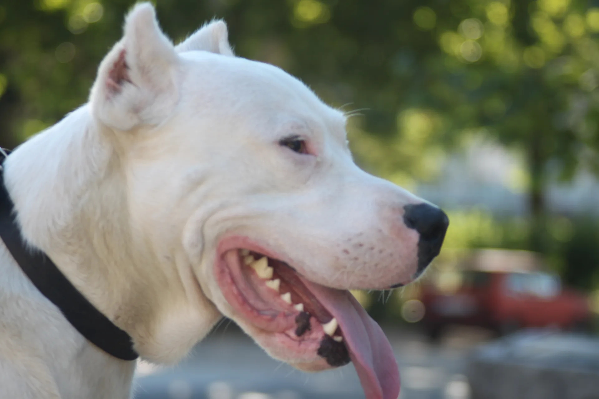 Training combined with upbringing and socialisation of a pet leads to better control of the dog