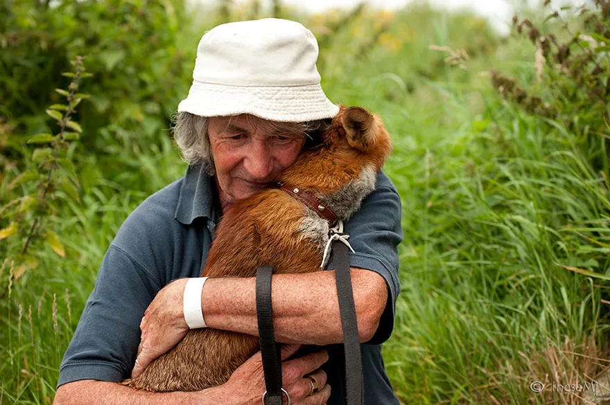 GRATITUDE TO THE SKIES: This man saved two foxes and they have followed him everywhere ever since!