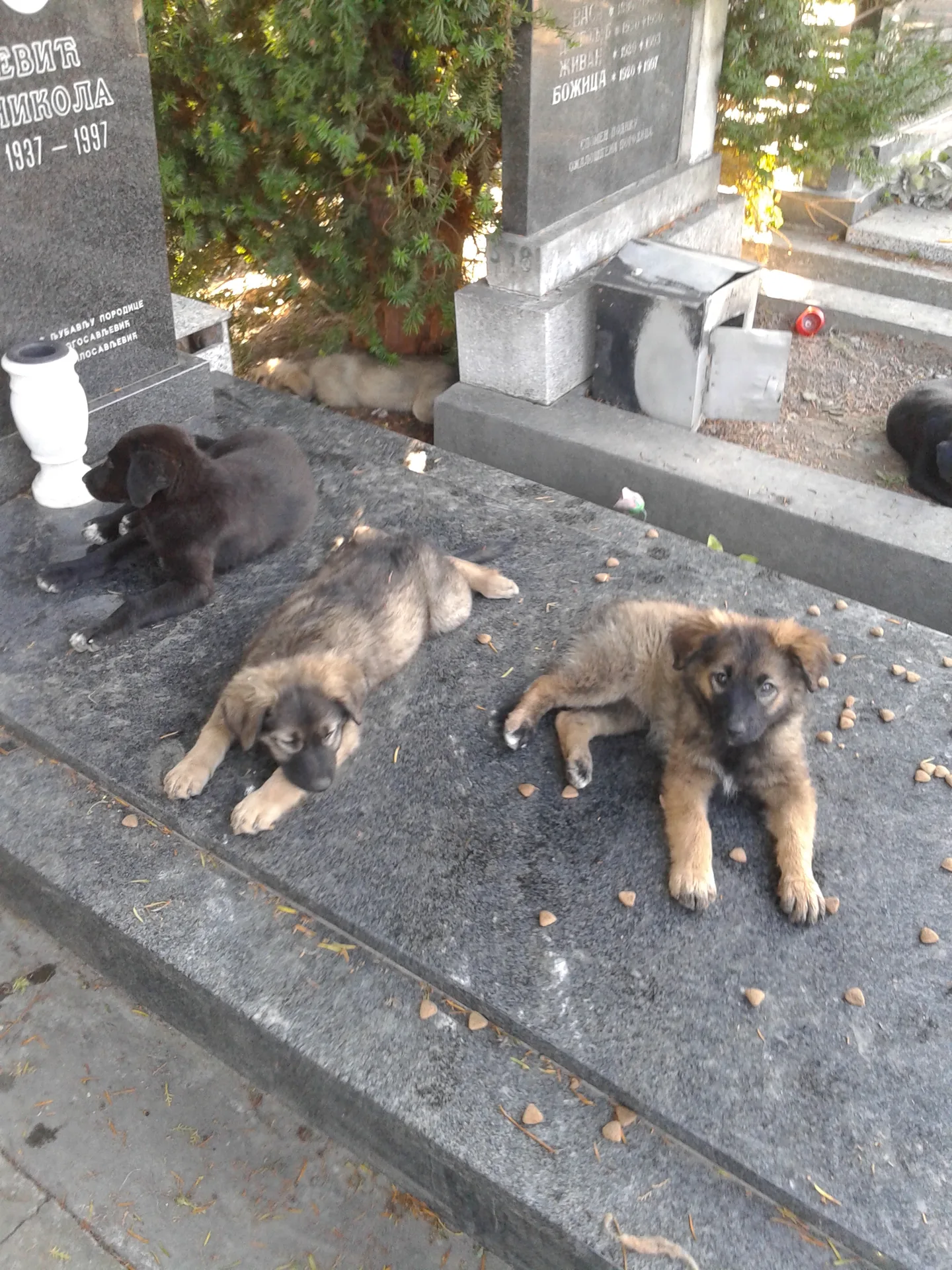 Život započet na groblju