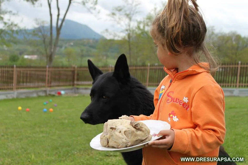 Your Dog's Hygiene Habits Are One of the Most Common Problems Owners Face.