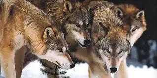 What we can learn from wolves!