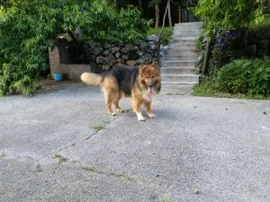 Mješanac divnog karaktera traži dom