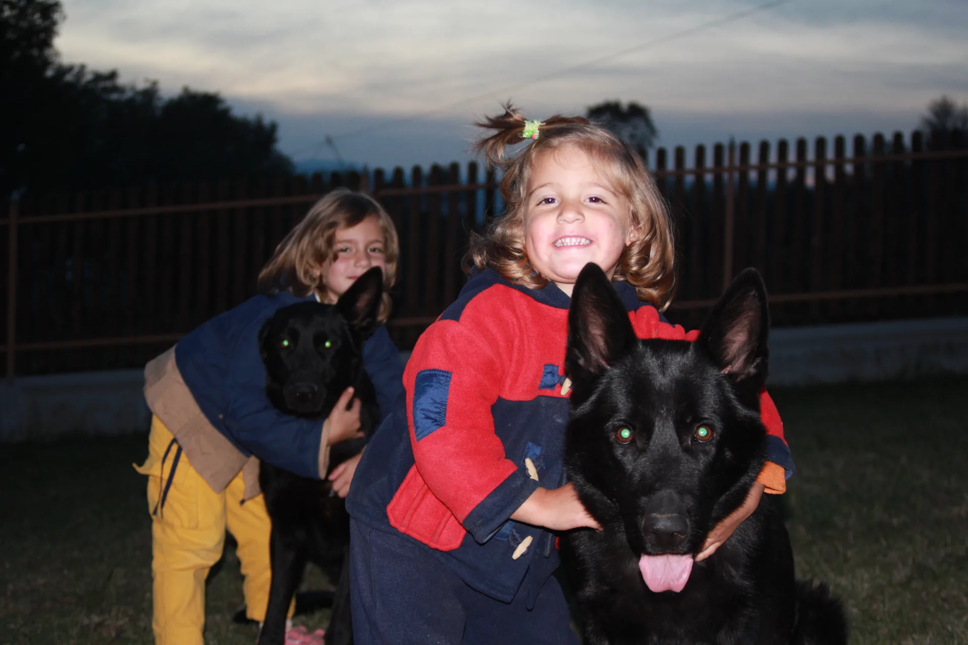 The world of a healthy pack is built on rules and mutual respect, not on force.