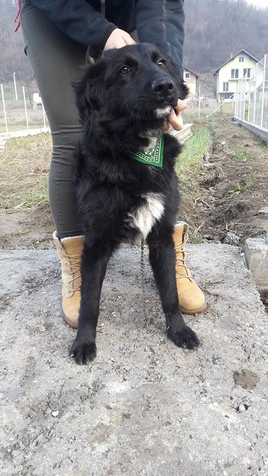 Banja Luka: vaccinated, microchipped, has a passport, eyes full of hope, and lives tied to a chain