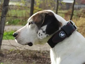 Leather Safety Collar for Pit Bull Terriers