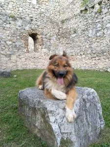 Mješanac divnog karaktera traži dom