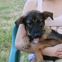 You Have Never Seen Such an INCREDIBLE Fighter! Dženi Is Looking for a Home!