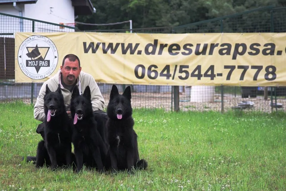 Learn How to Communicate with Your Dog
