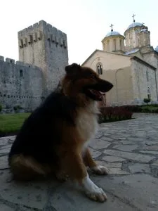Mješanac divnog karaktera traži dom