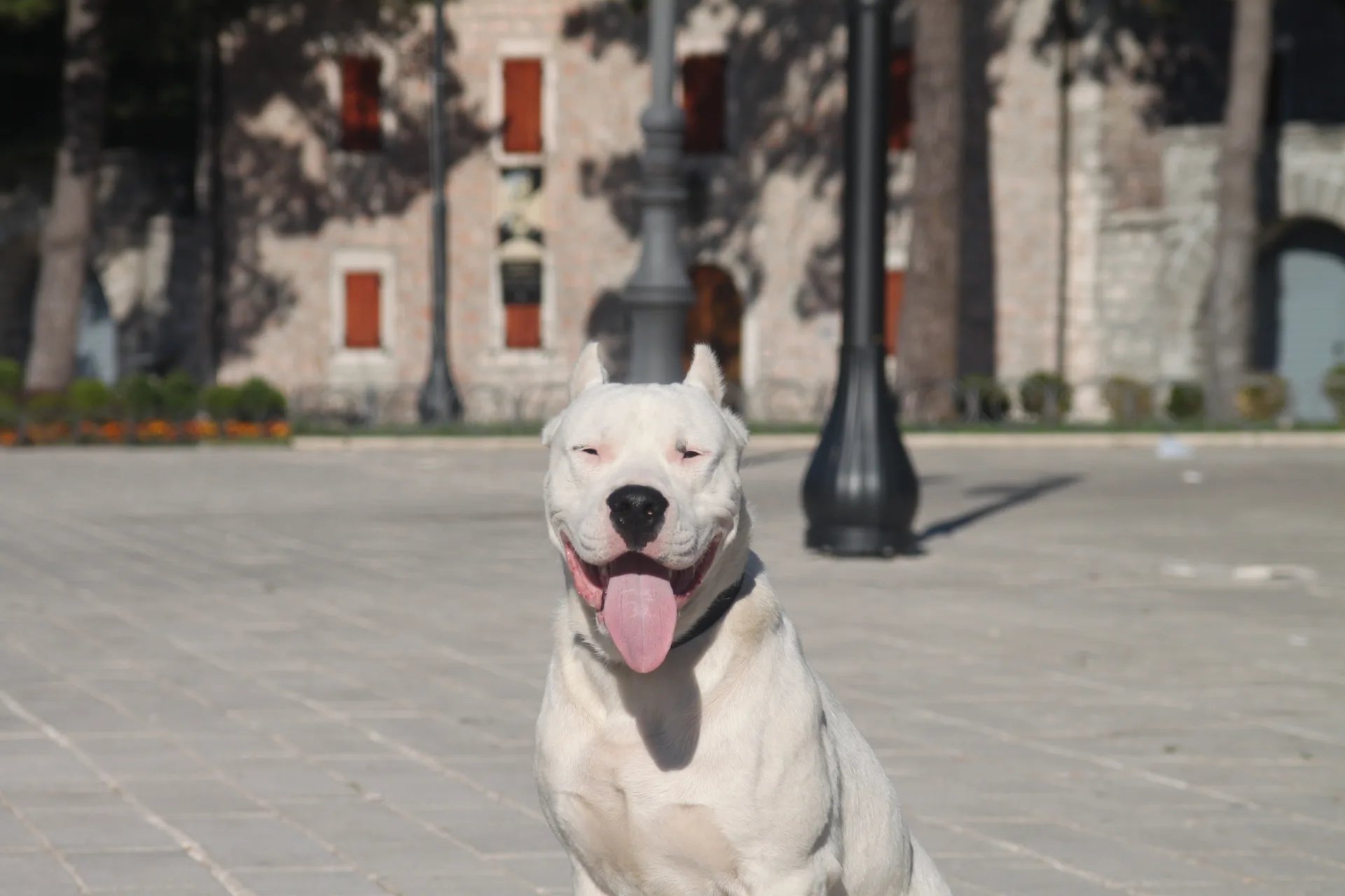 Argentinski pas (Dogo argentino)