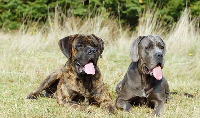 Cane Corso