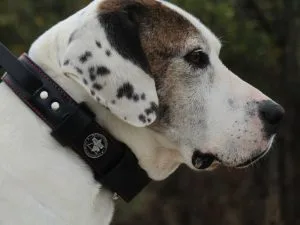 Working Collar for Dog Training