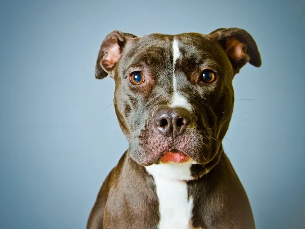 Pit bull
