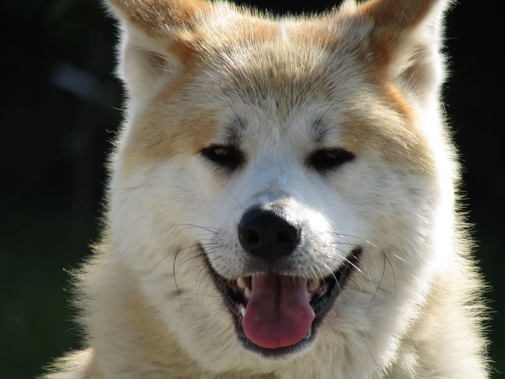 Chernobyl dogs have developed a SUPERPOWER: unusual findings surprise researchers