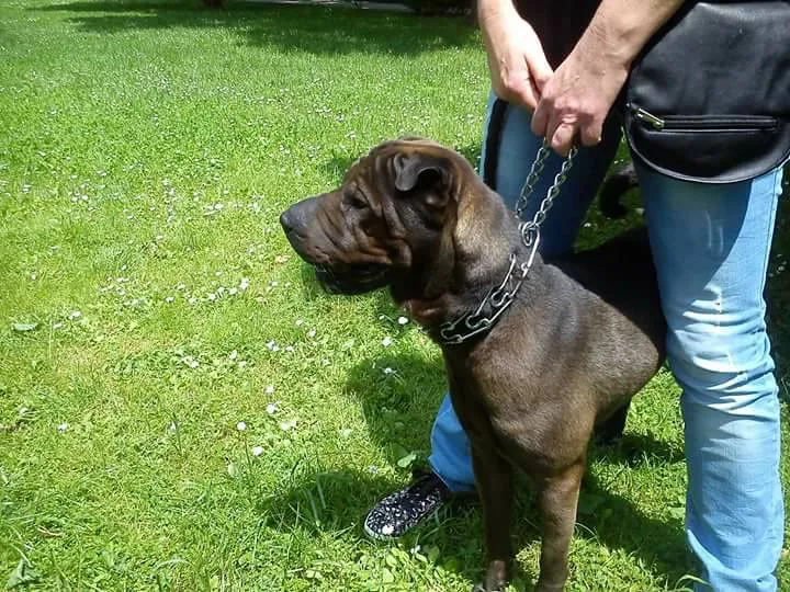 Shar Pei looking for a home. A strong dog with real character, ideal for guarding property.