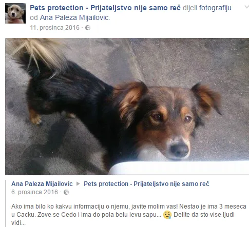 Neobična priča o psu Čedi dirnuće vas u srce.