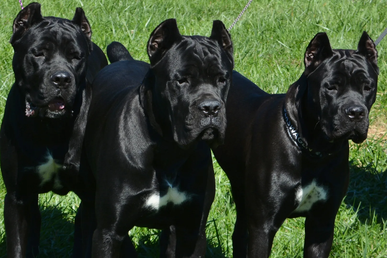 Cane Corso