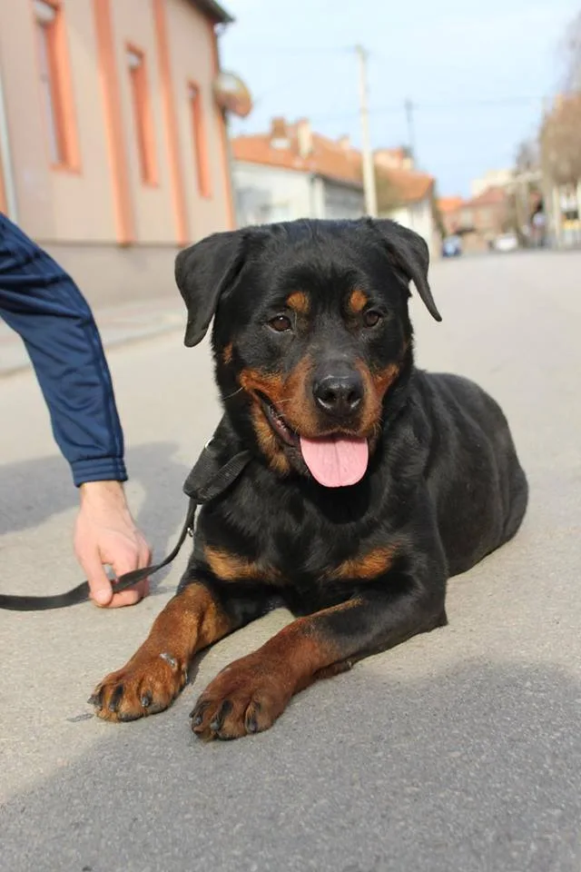Rotvajlerka Lili traži dom