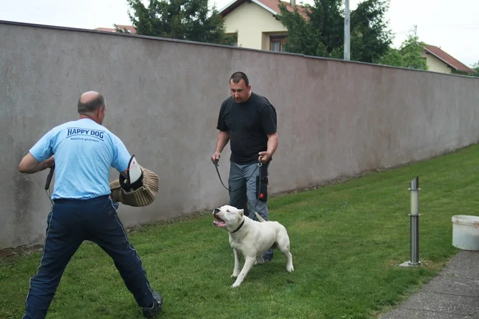 Tri napada pasa u dva dana u Beogradu – da li je problem u rasi ili u vlasnicima