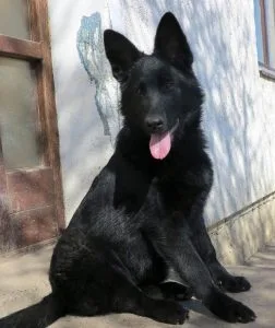 Hitno,rasprodaja štenaca njemačkih ovčara
