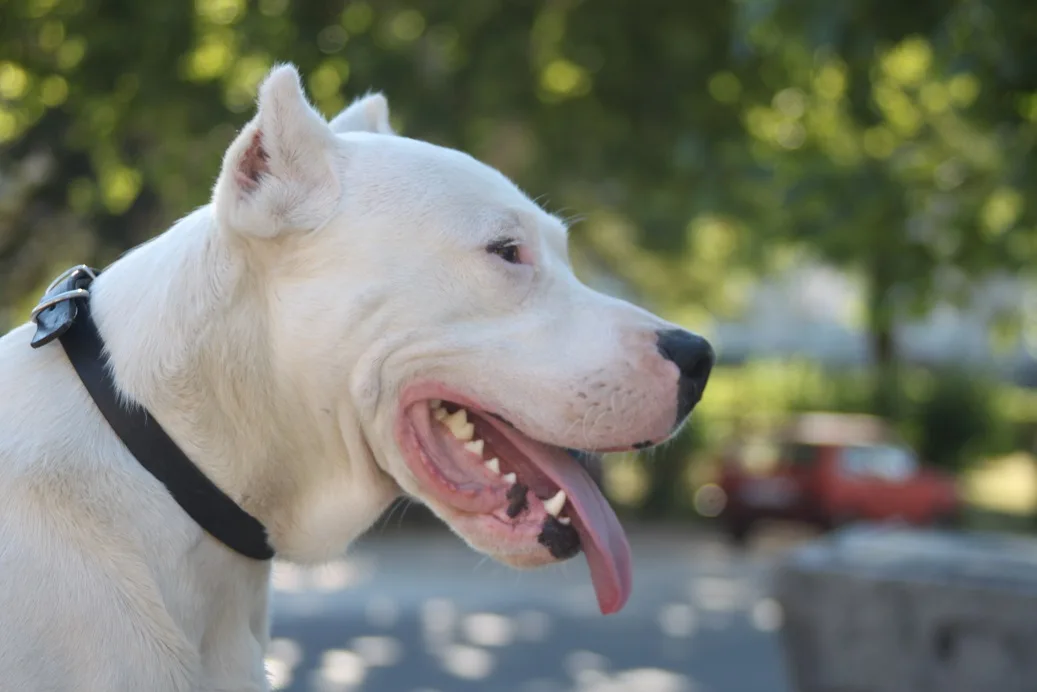 Doga argentino hitno traži dom