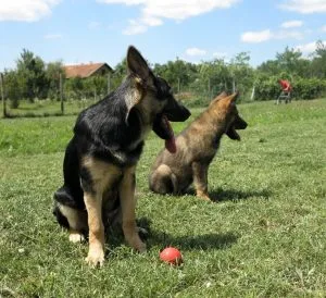 Odgaivačnica njemačkih ovčara Unski Smaragdi