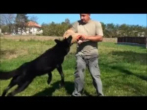 Professional Leather Dog Training Sleeve