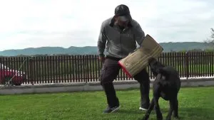 Professional Leather Dog Training Sleeve