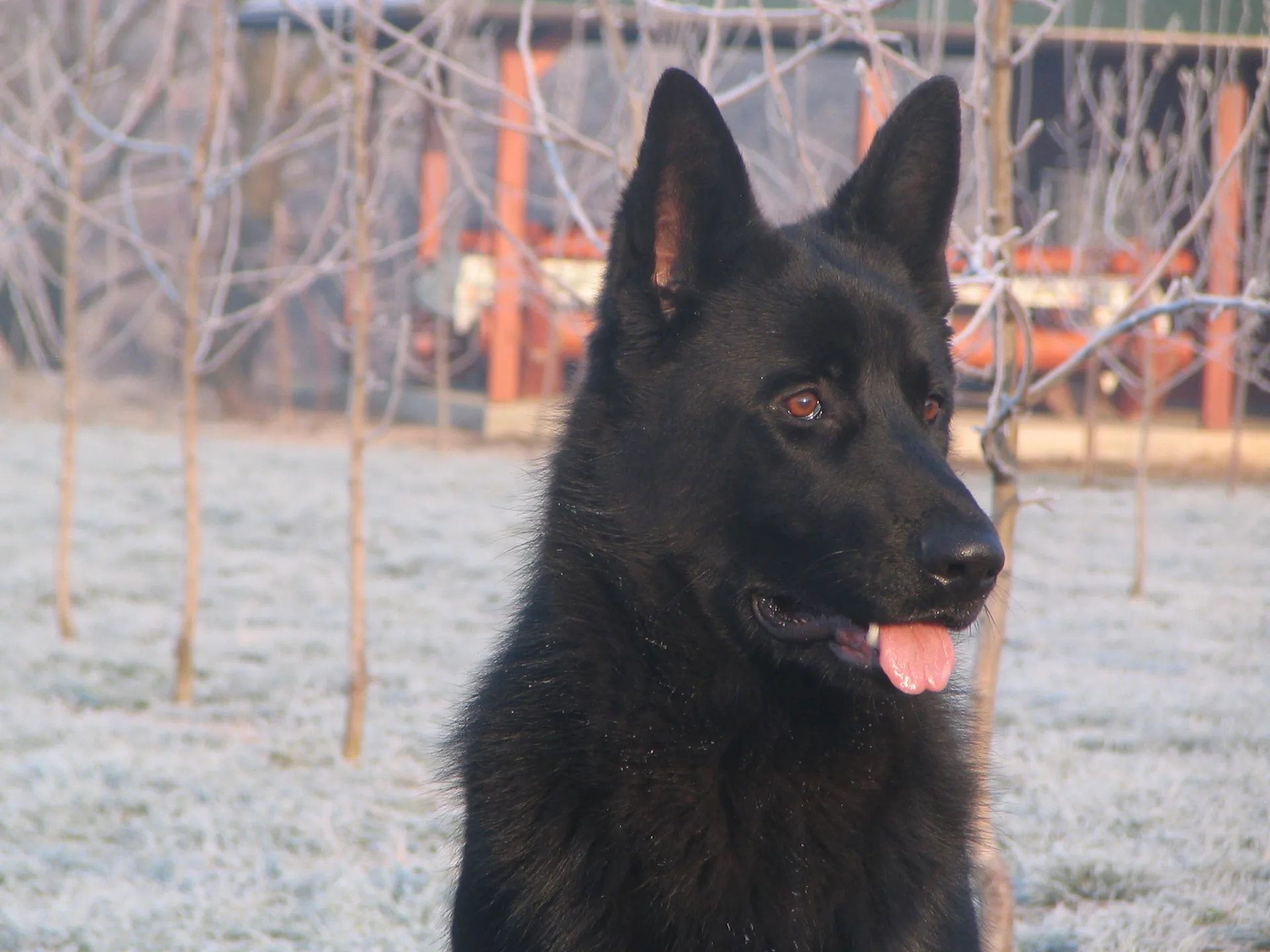 Urgent: young black German Shepherd of exceptional pedigree, free to a good home!